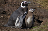 Magellanic Penguins 